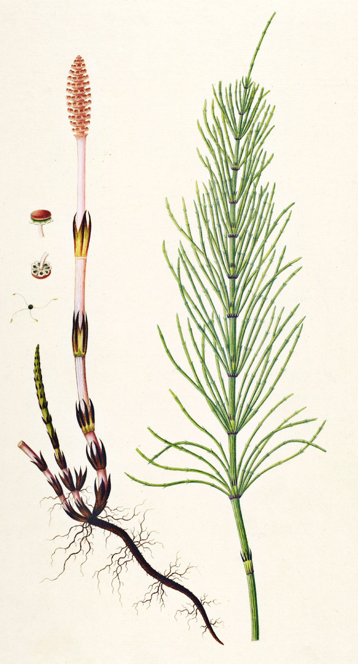 equisetum_arvense.jpg