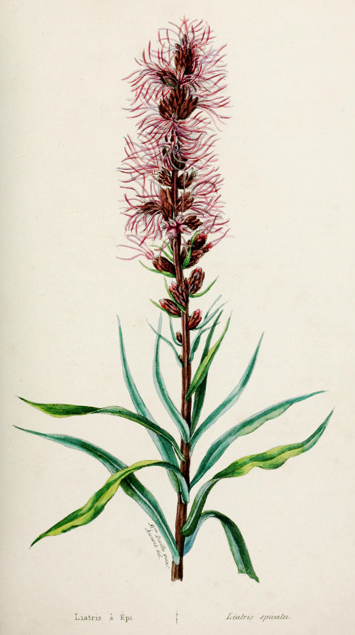 liatris_spicata.jpg liatris_spicata.jpg