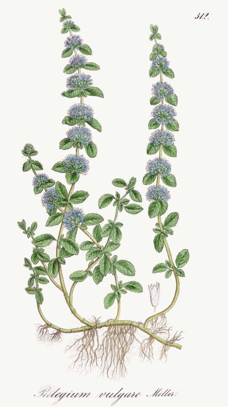 mentha_pulegium.jpg