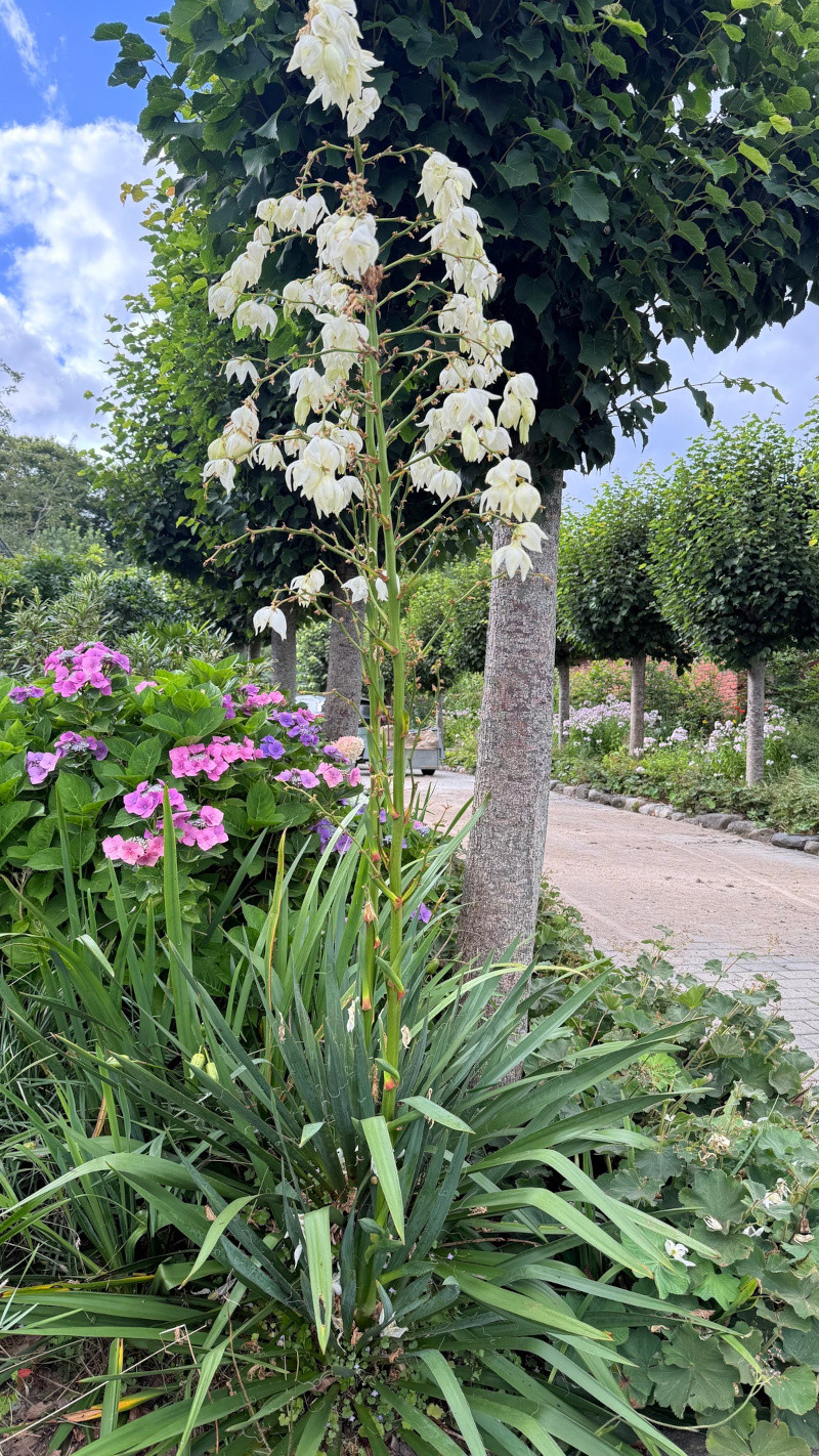yucca_filamentosa.jpg yucca_filamentosa.jpg