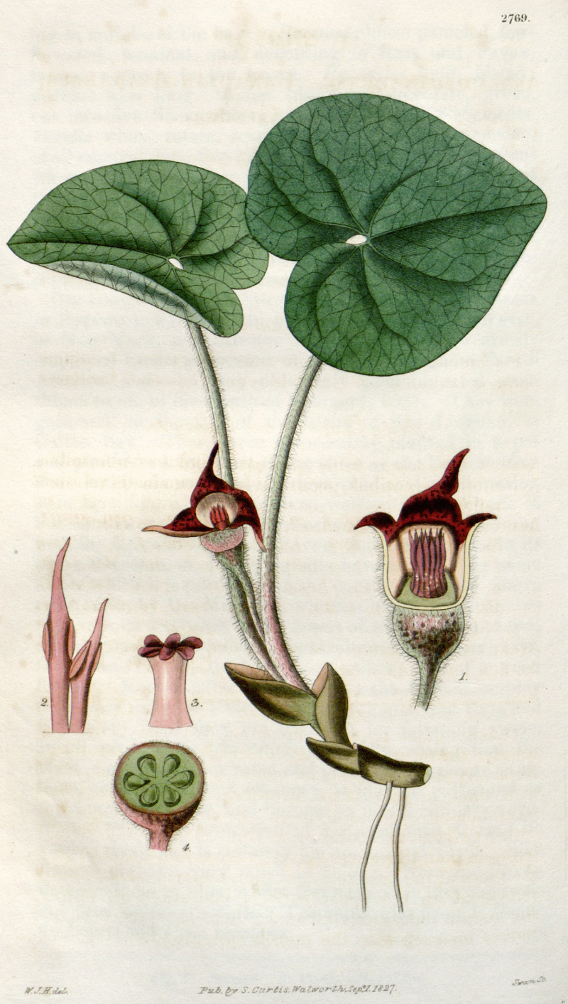 asarum_canadense.jpg