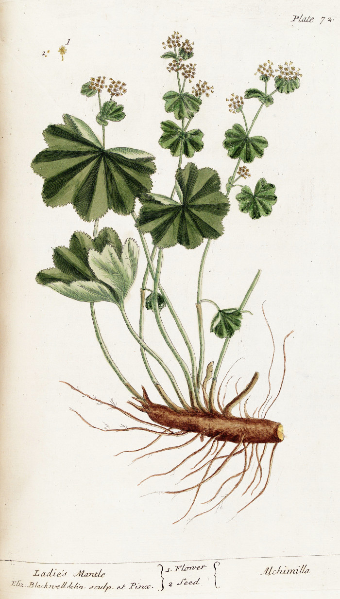 alchemilla_vulgaris.jpg alchemilla_vulgaris.jpg