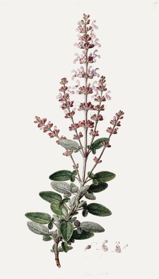 salvia_fruticosa.jpg