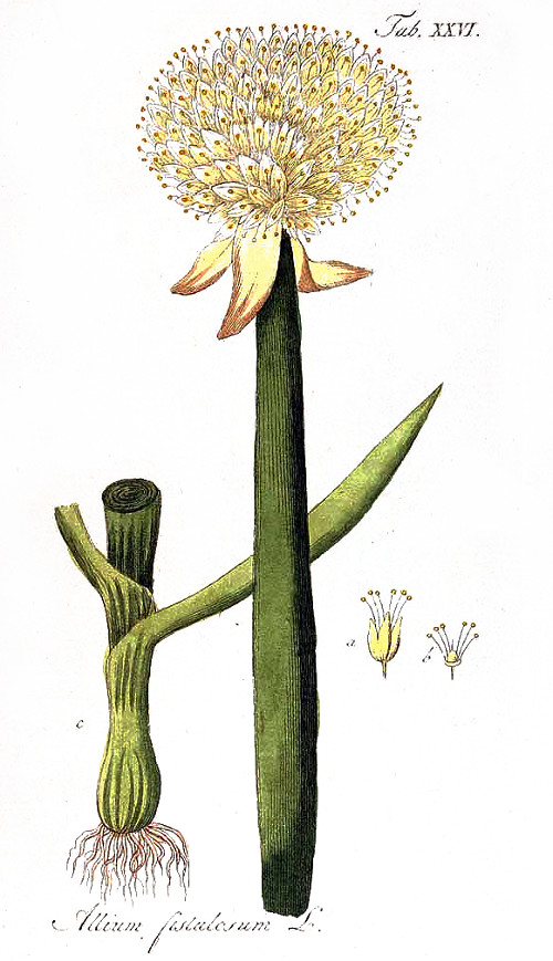 allium_fist.jpg allium_fist.jpg