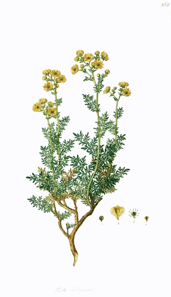 ruta_chalepensis.jpg ruta_chalepensis.jpg