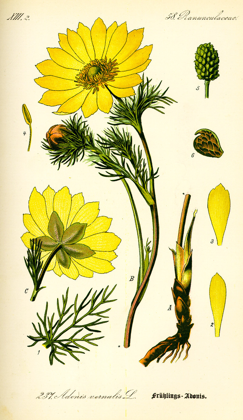 adonis.jpg adonis.jpg