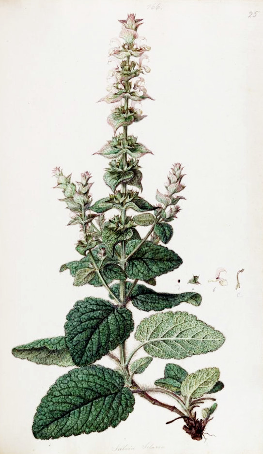 salvia_sclarea.jpg