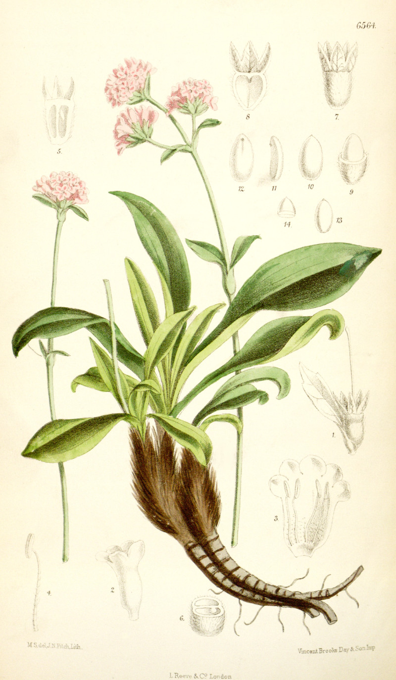 nardostachys_grandiflora.jpg