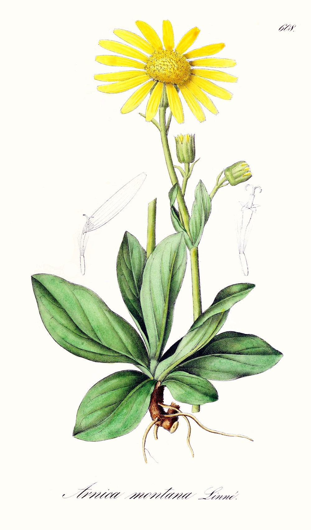 arnica_montana.jpg