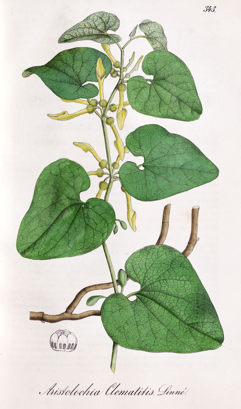 aristolochia_clematitis.jpg