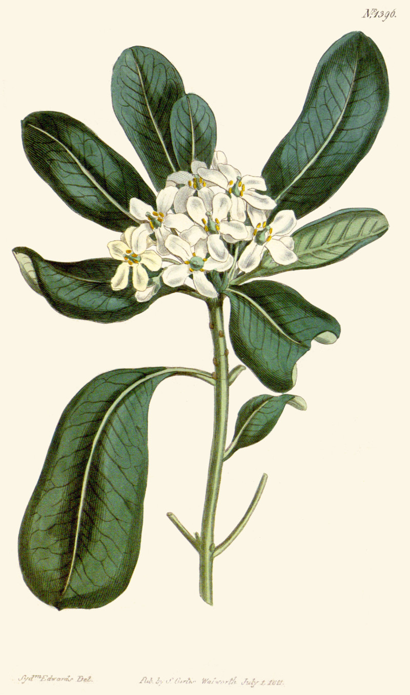 pittosporum_tobira.jpg