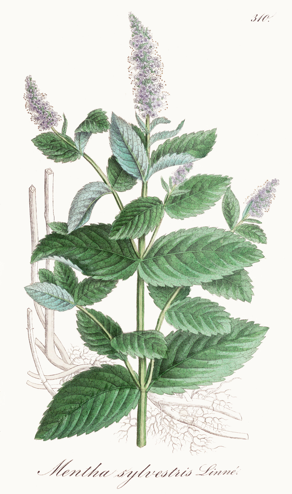 mentha_sylvestris.jpg