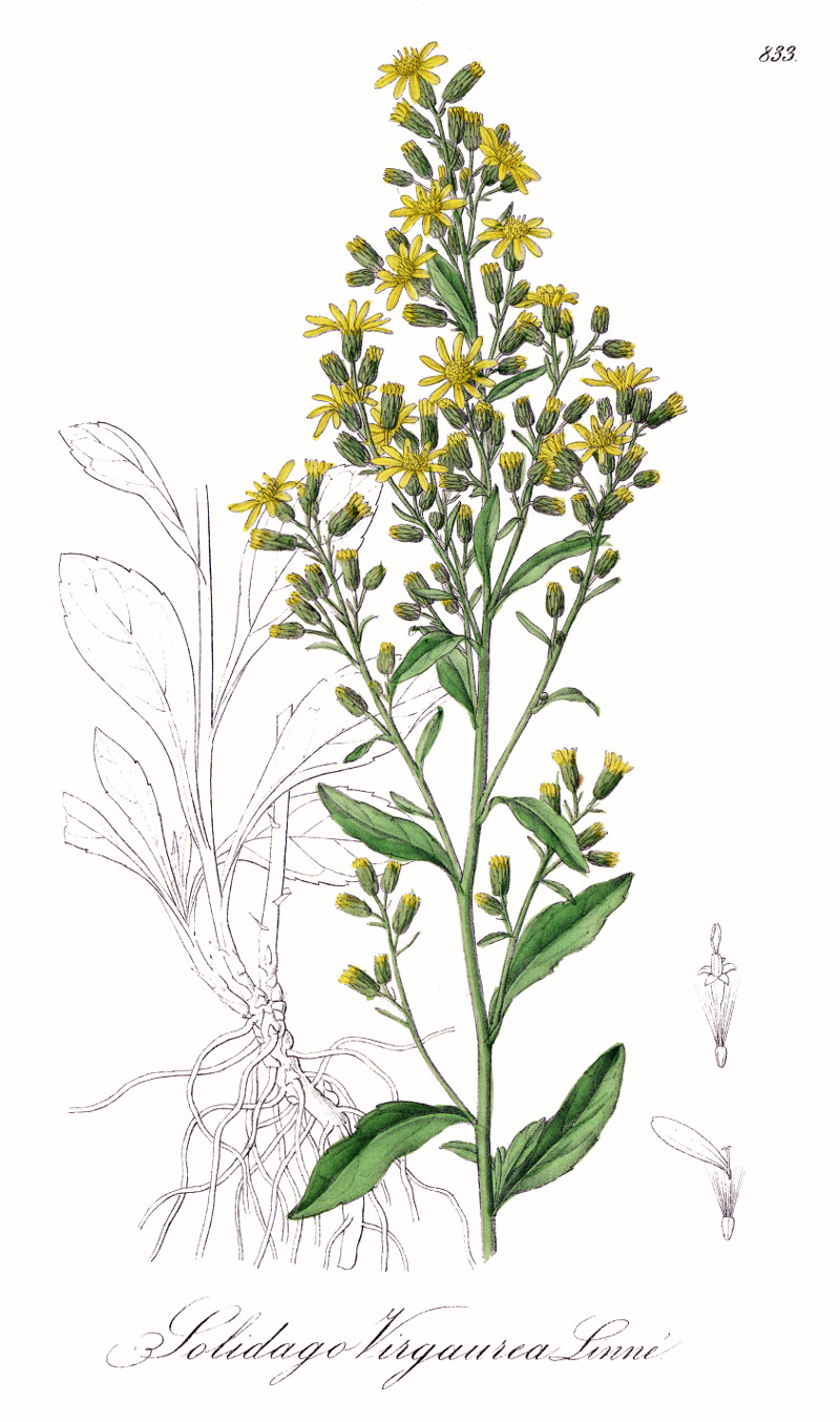 solidago_virgaurea.jpg