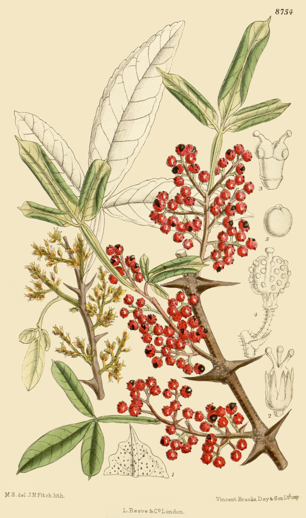 zanthoxylum_armatum.jpg zanthoxylum_armatum.jpg