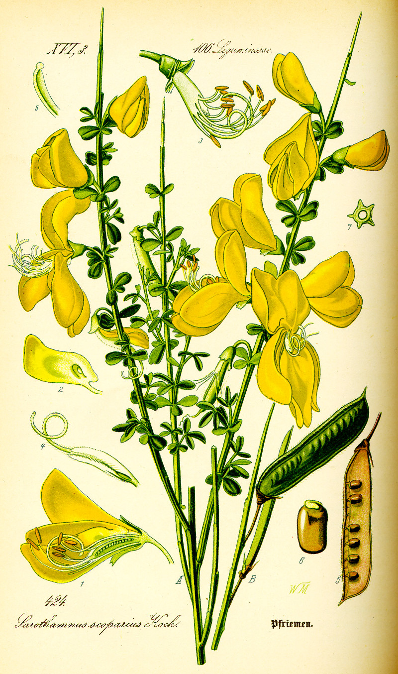 cytisus_scoparius.jpg cytisus_scoparius.jpg