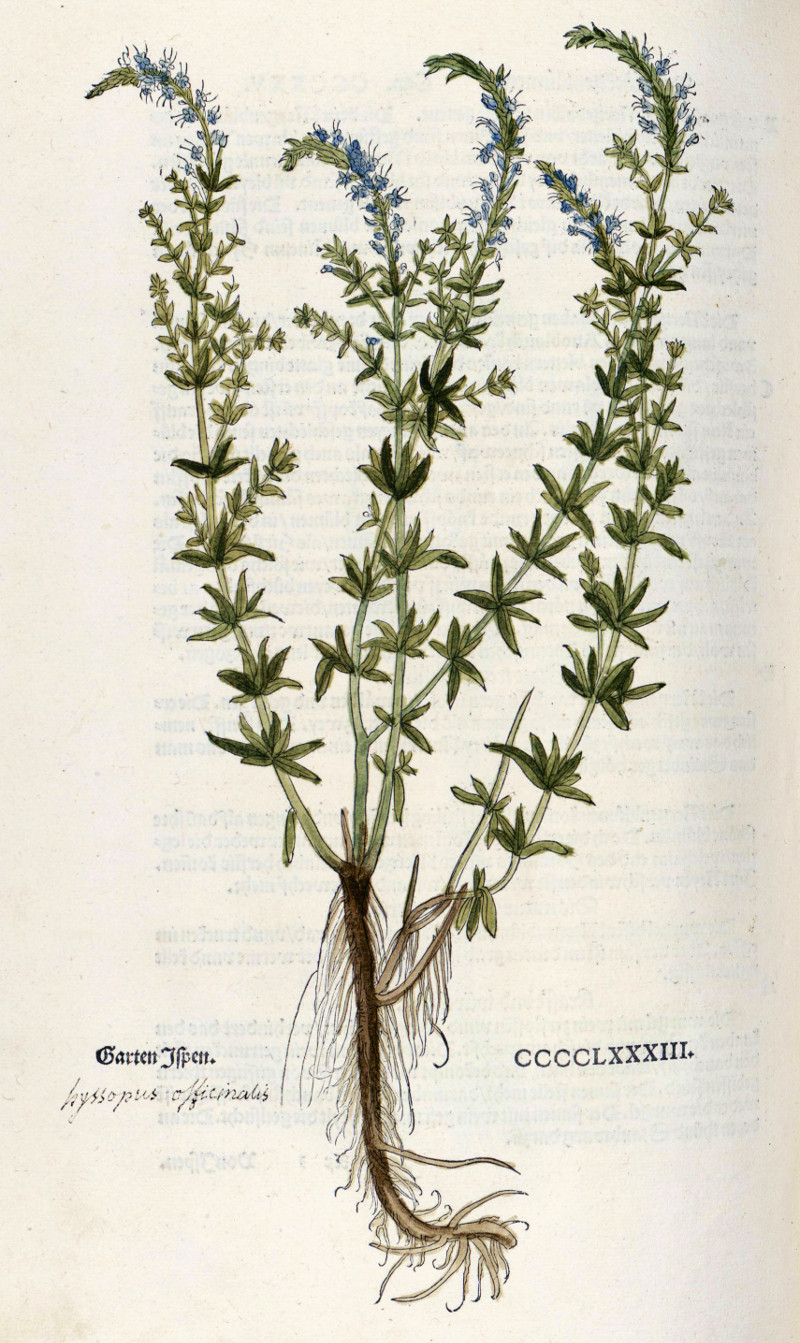 hyssopus_officinalis_f.jpg