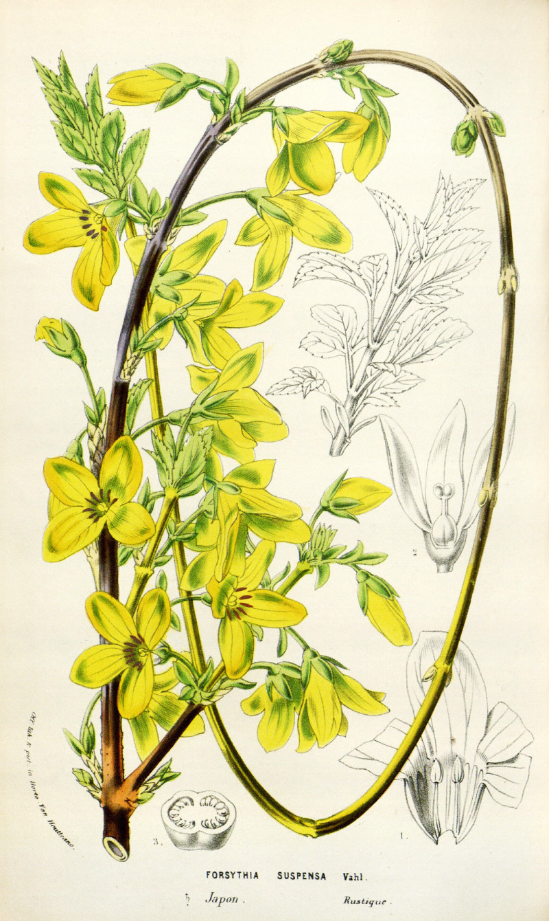 forsythia_suspensa.jpg forsythia_suspensa.jpg