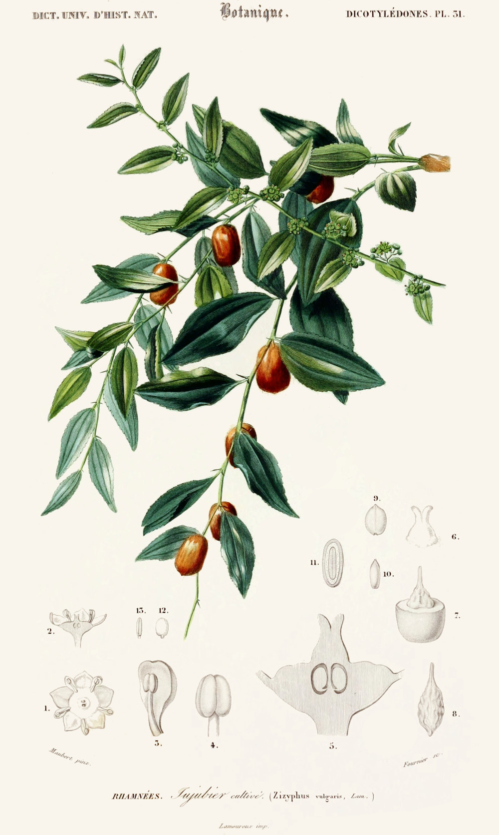 ziziphus_vulgaris.jpg ziziphus_vulgaris.jpg