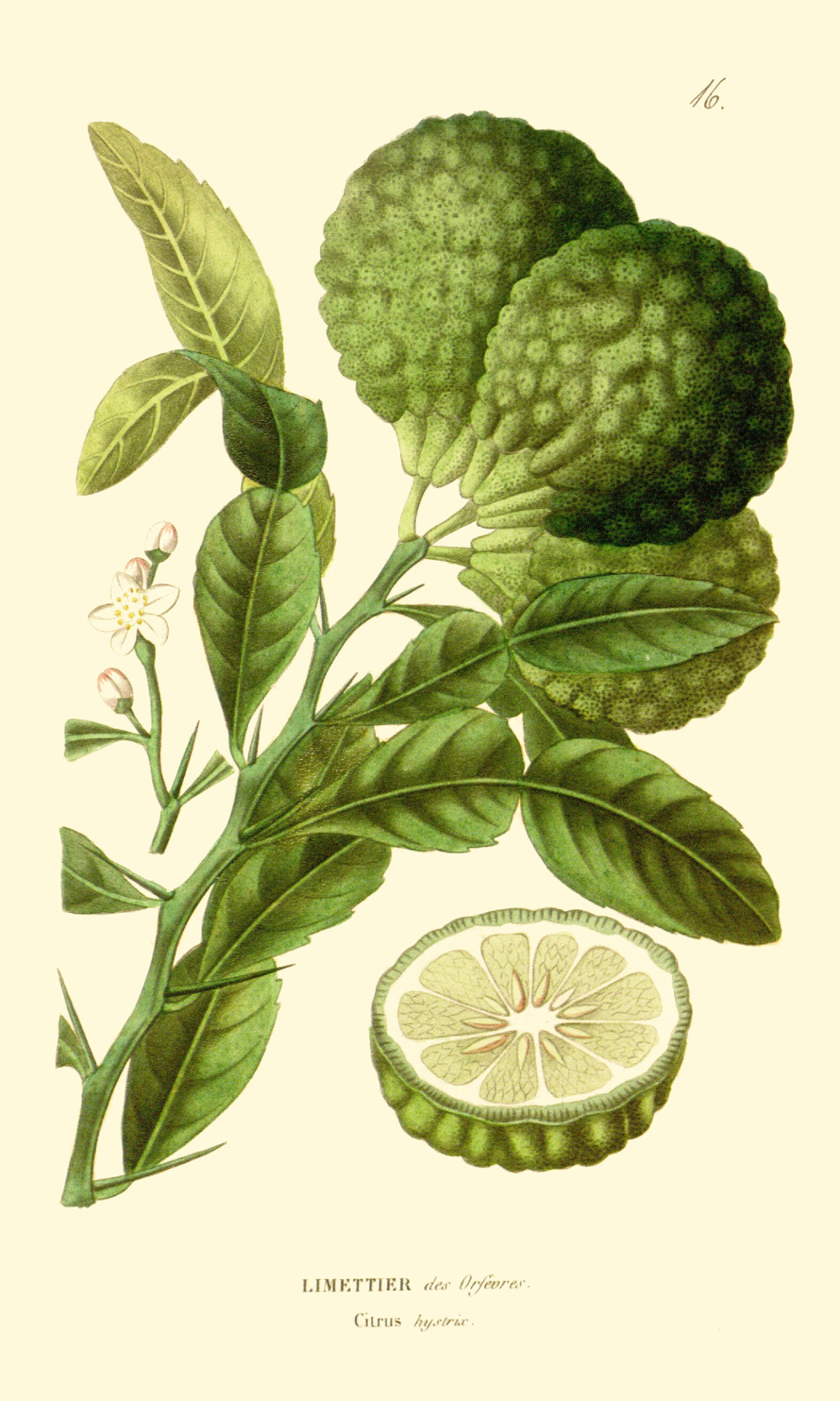 citrus_hystrix.jpg citrus_hystrix.jpg