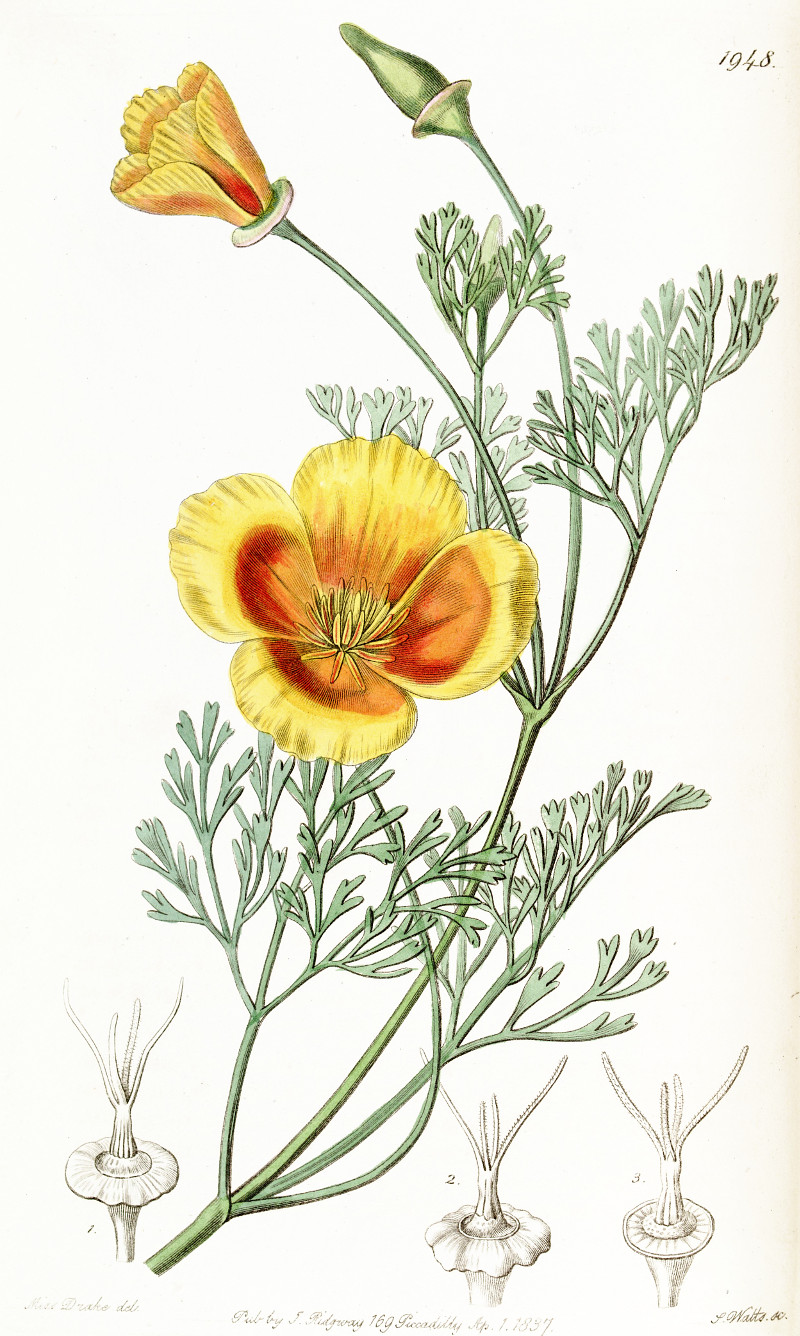 eschscholzia_california.jpg