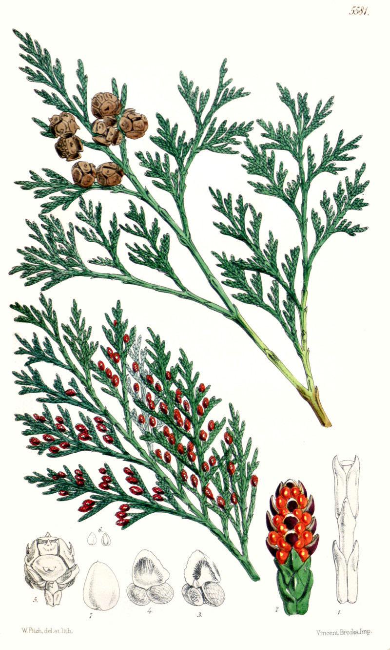 chamaecyparis_lawsoniana_drw.jpg chamaecyparis_lawsoniana_drw.jpg