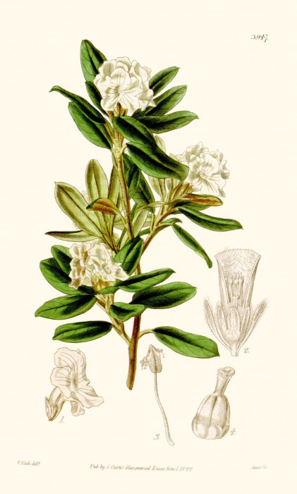rhododendron_anthopogon.jpg