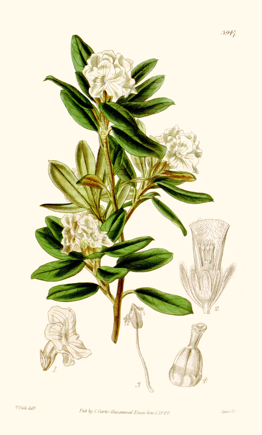rhododendron_anthopogon.jpg rhododendron_anthopogon.jpg