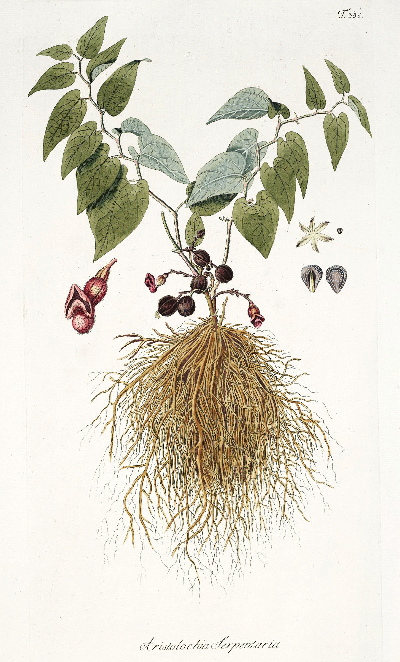aristolochia_serpentaria.jpg aristolochia_serpentaria.jpg