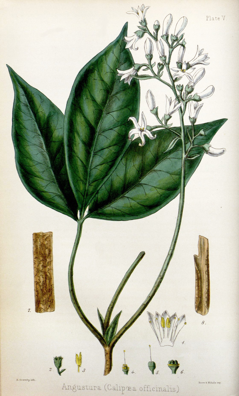 angostura_trifoliata.jpg