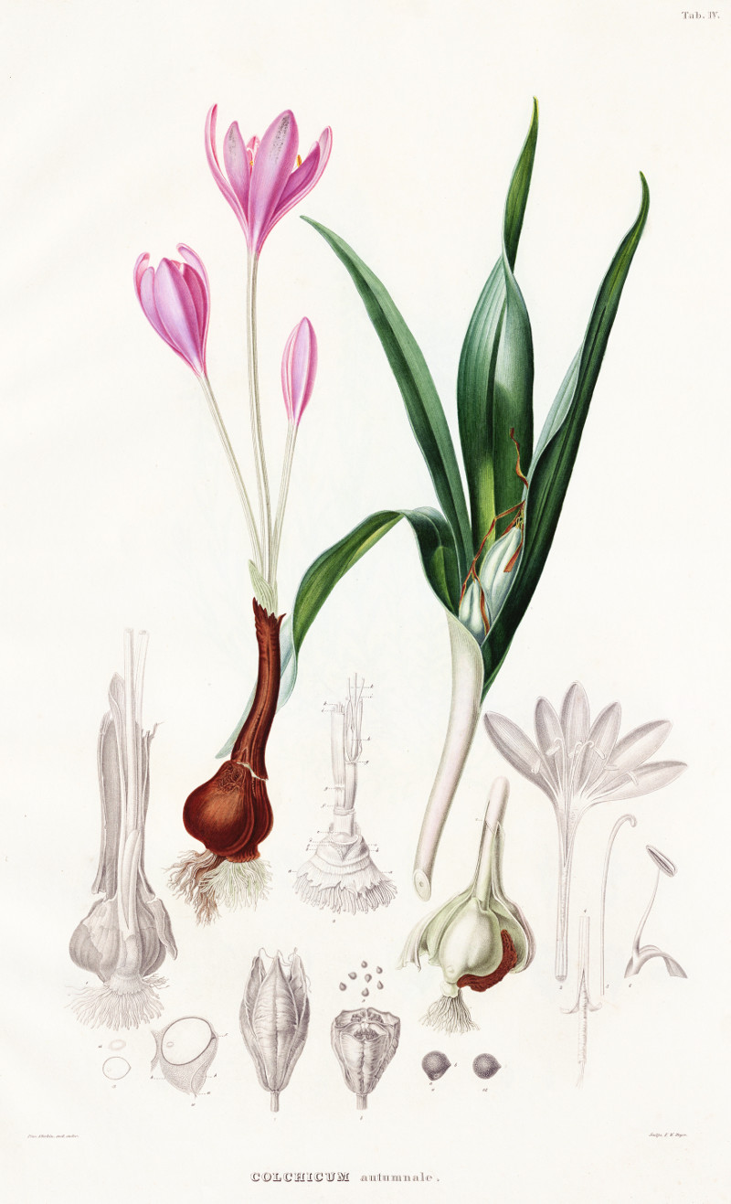 colchicum_autumnale.jpg