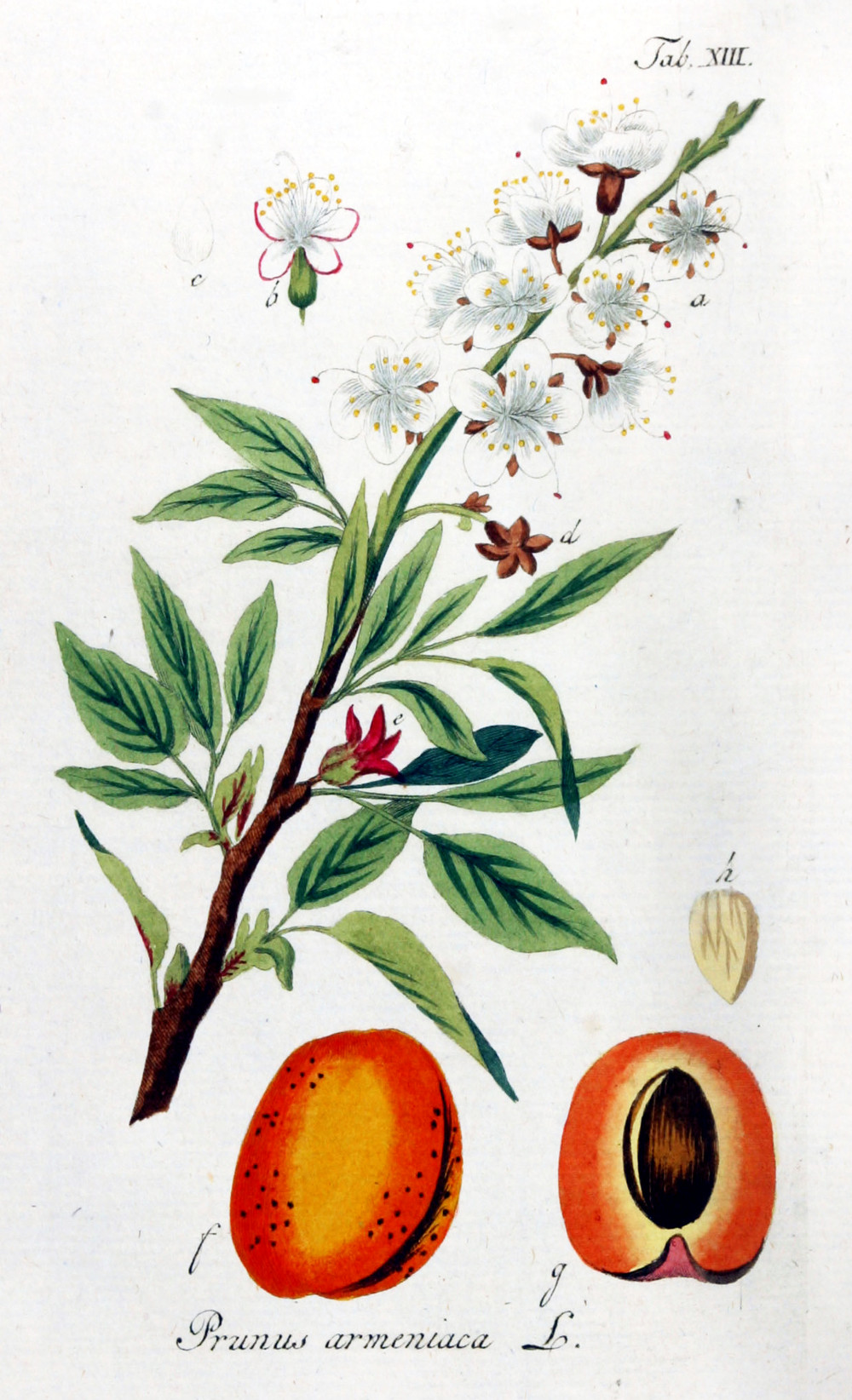 prunus_armeniaca.jpg prunus_armeniaca.jpg