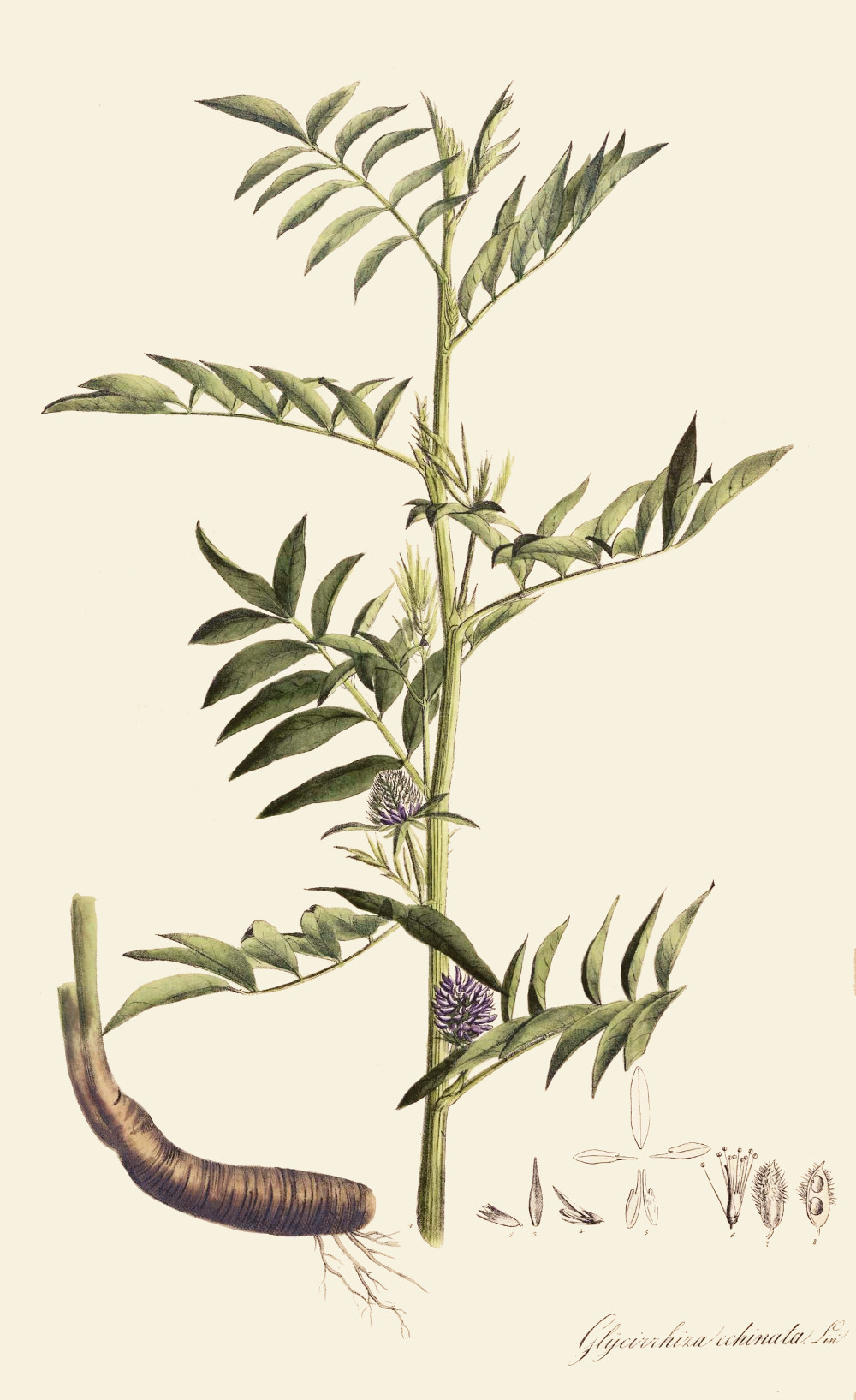 glycyrrhiza_echinata1.jpg glycyrrhiza_echinata1.jpg