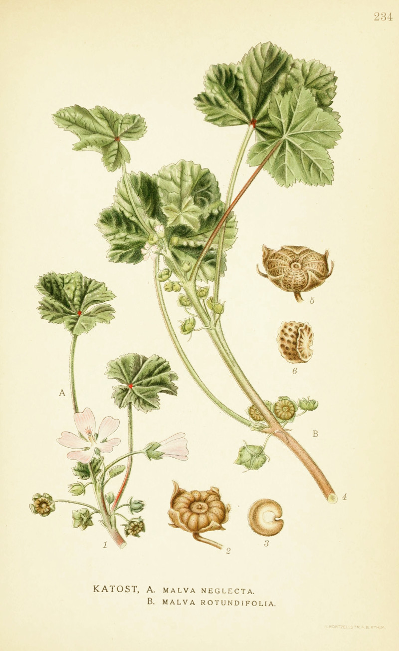 malva_neglecta.jpg