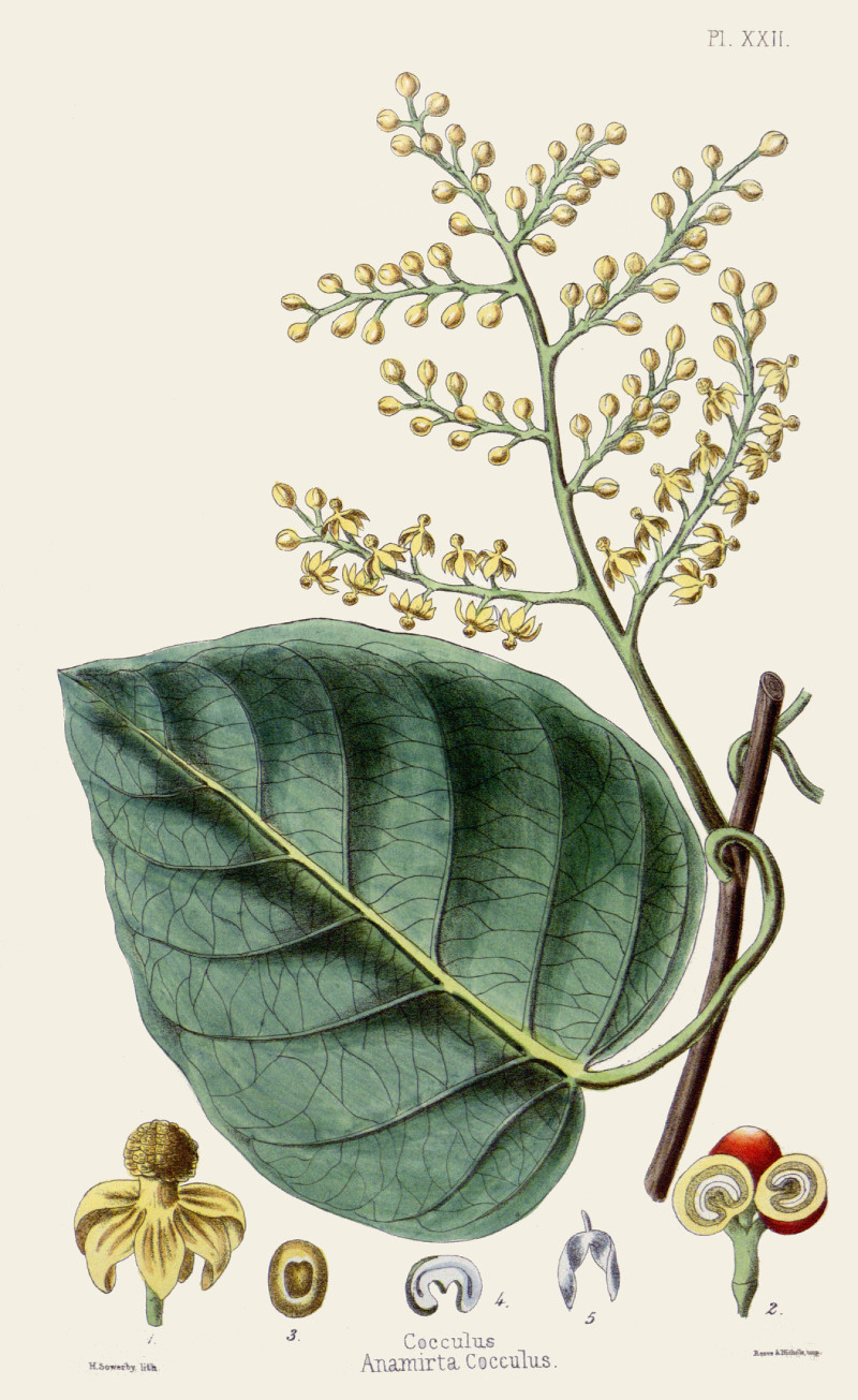 anamirta_cocculus.jpg anamirta_cocculus.jpg