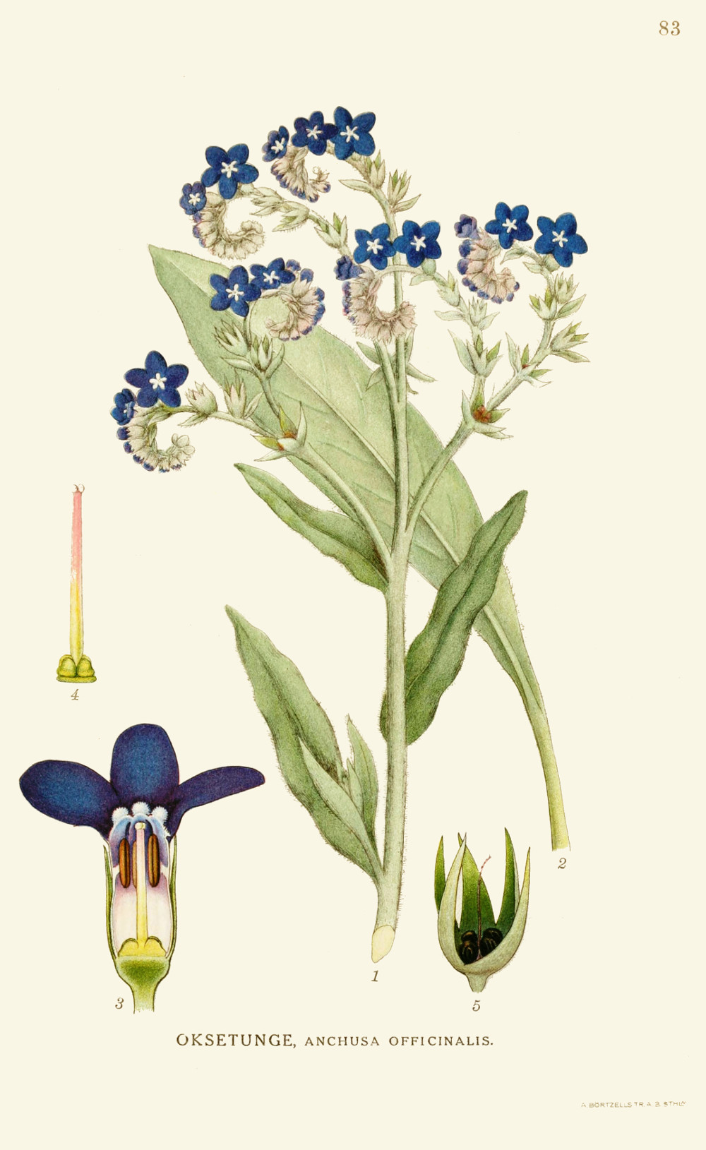 anchusa_officinalis.jpg