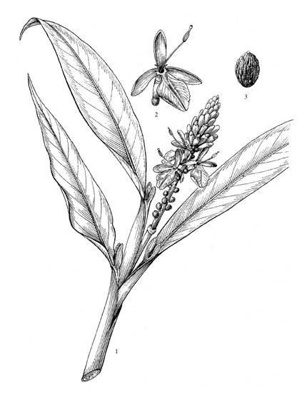 alpinia_oxy.jpg alpinia_oxy.jpg