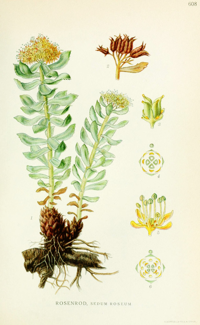 rhodiola_rosea.jpg