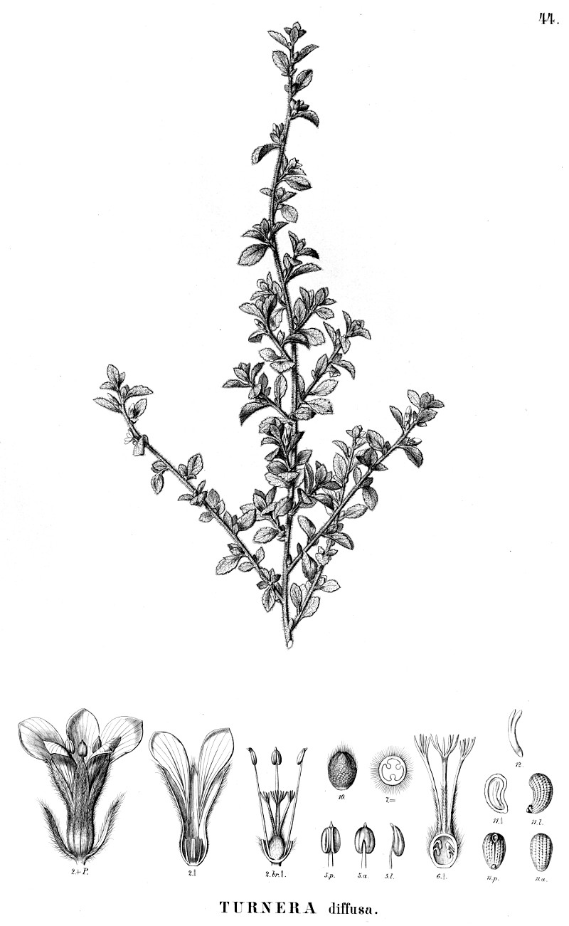 turnera_diffusa.jpg turnera_diffusa.jpg