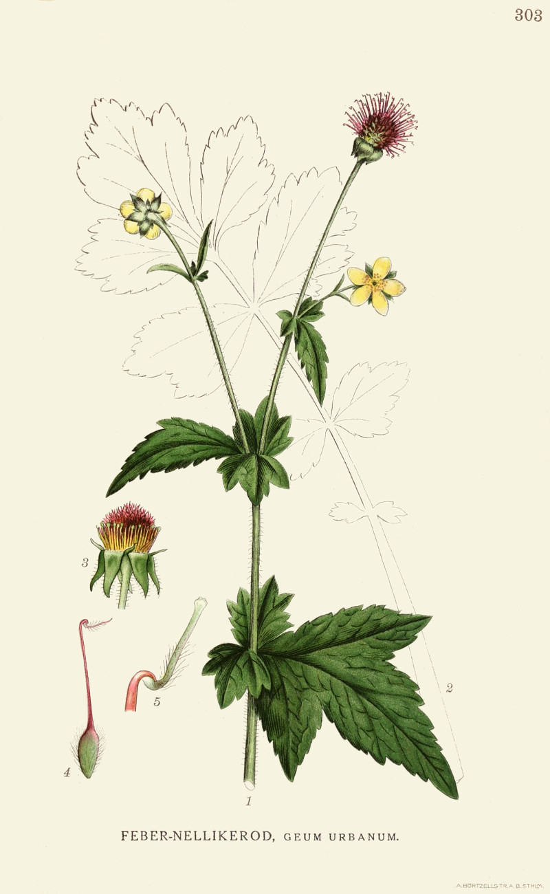 geum_urbanum.jpg geum_urbanum.jpg
