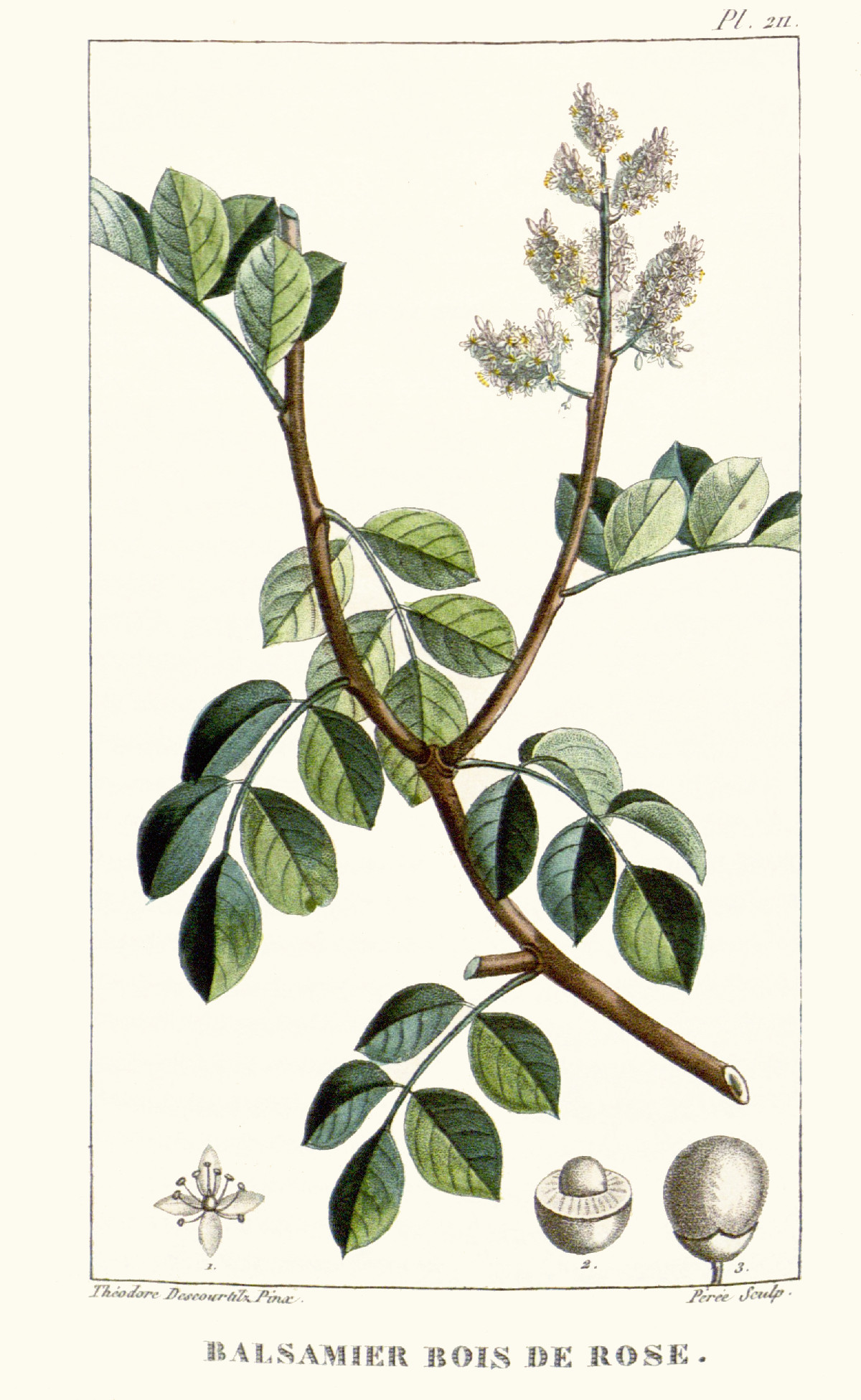 amyris_balsamifera.jpg amyris_balsamifera.jpg