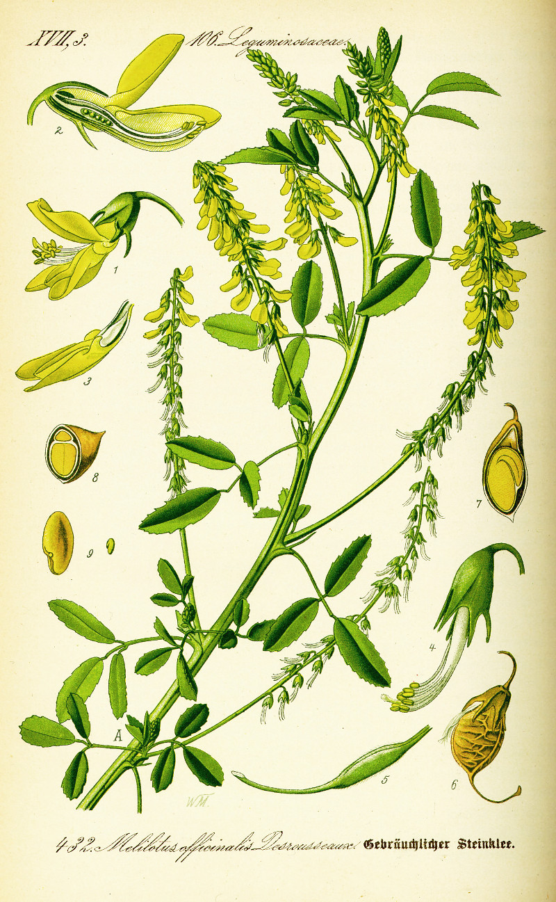 melilotus_officinalis_d.jpg