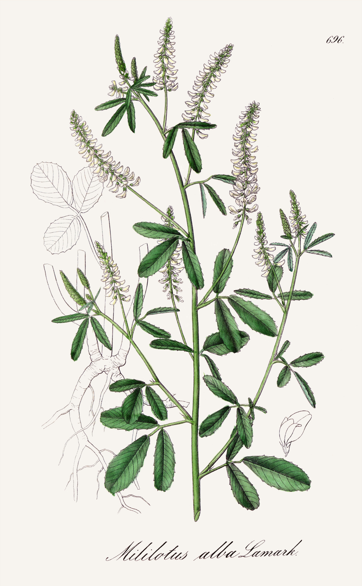 melilotus_alba.jpg