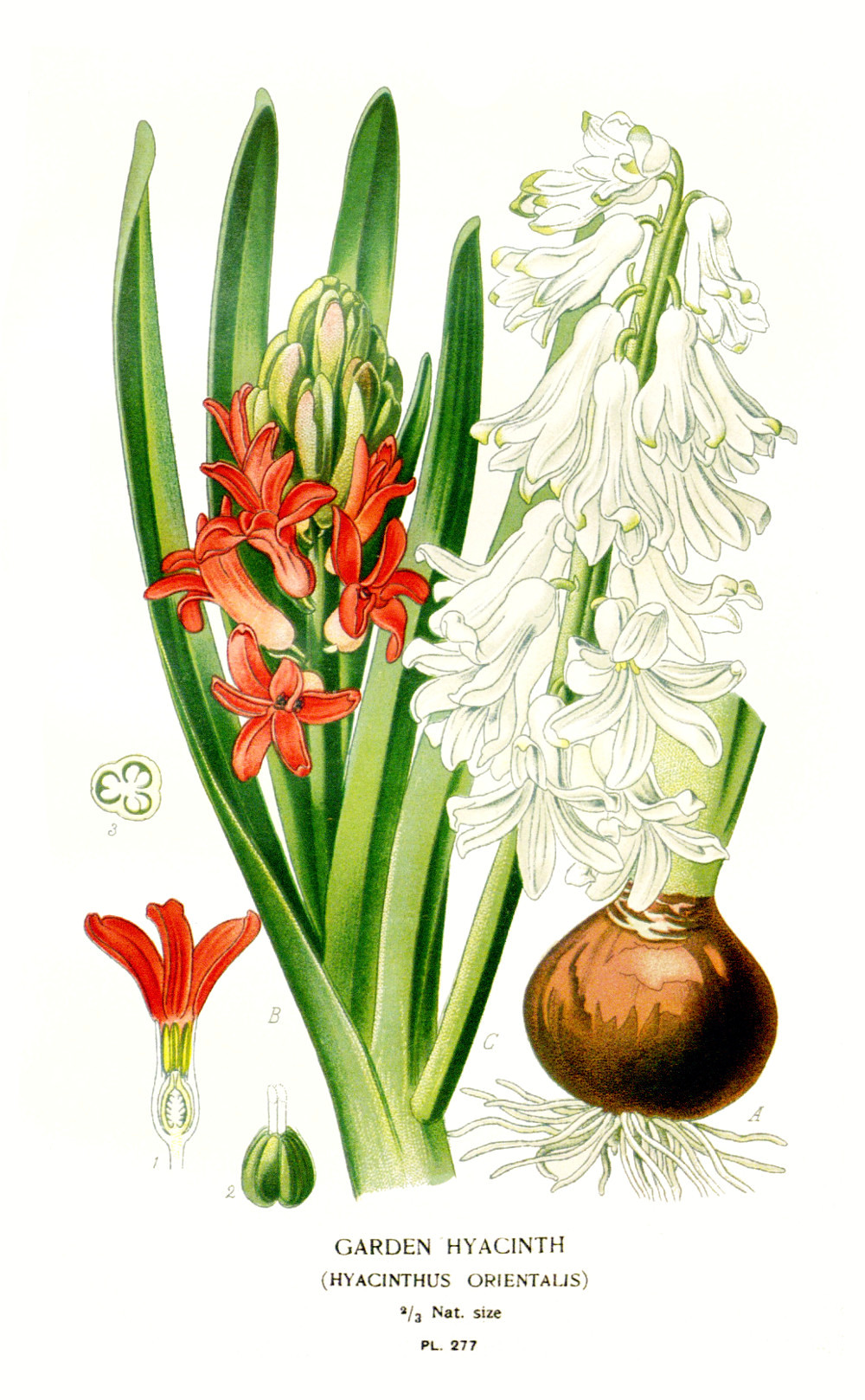hyacinthus_orientalis.jpg hyacinthus_orientalis.jpg