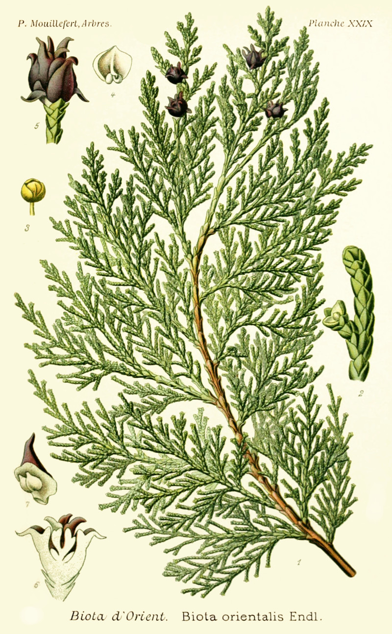 thuja_orientalis.jpg thuja_orientalis.jpg