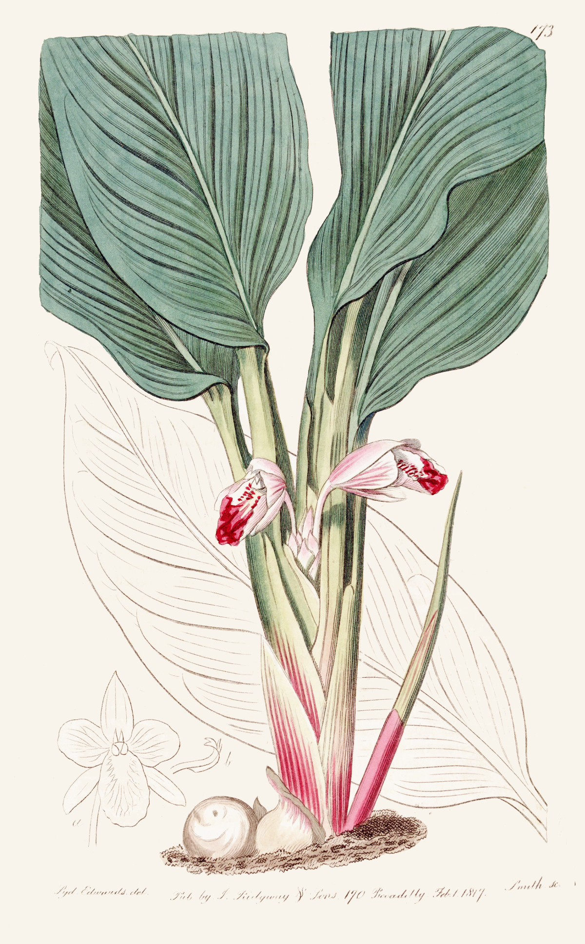 boesenbergia_rotunda.jpg boesenbergia_rotunda.jpg