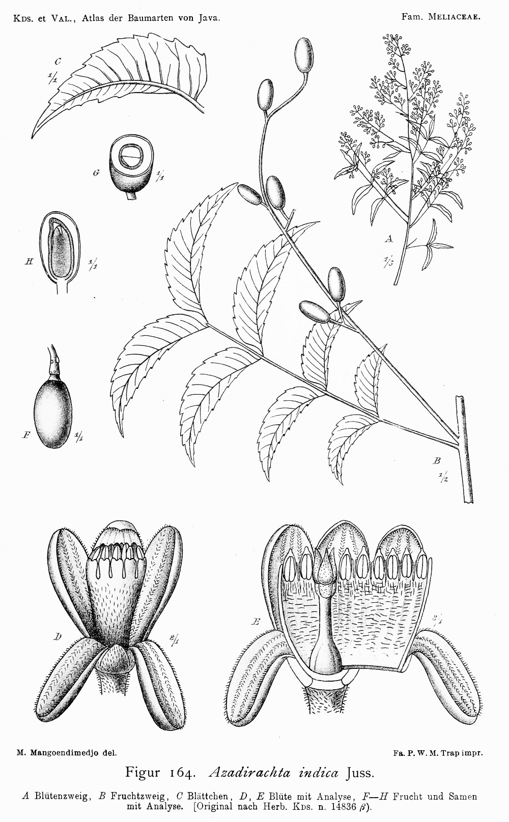 azadirachta_indica.jpg azadirachta_indica.jpg