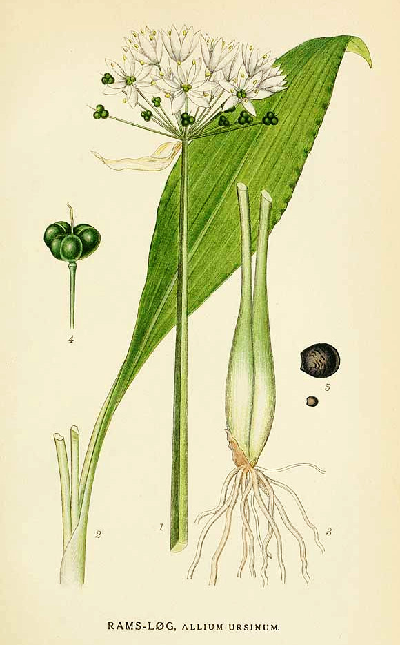 allium_urs.jpg allium_urs.jpg