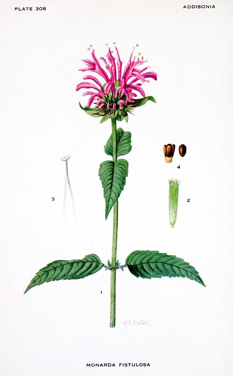 monarda_fistulosa.jpg