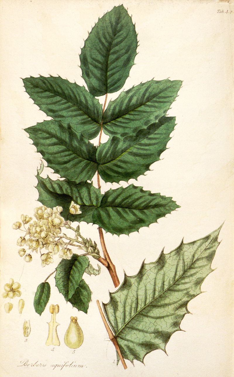 mahonia_aquifolium.jpg