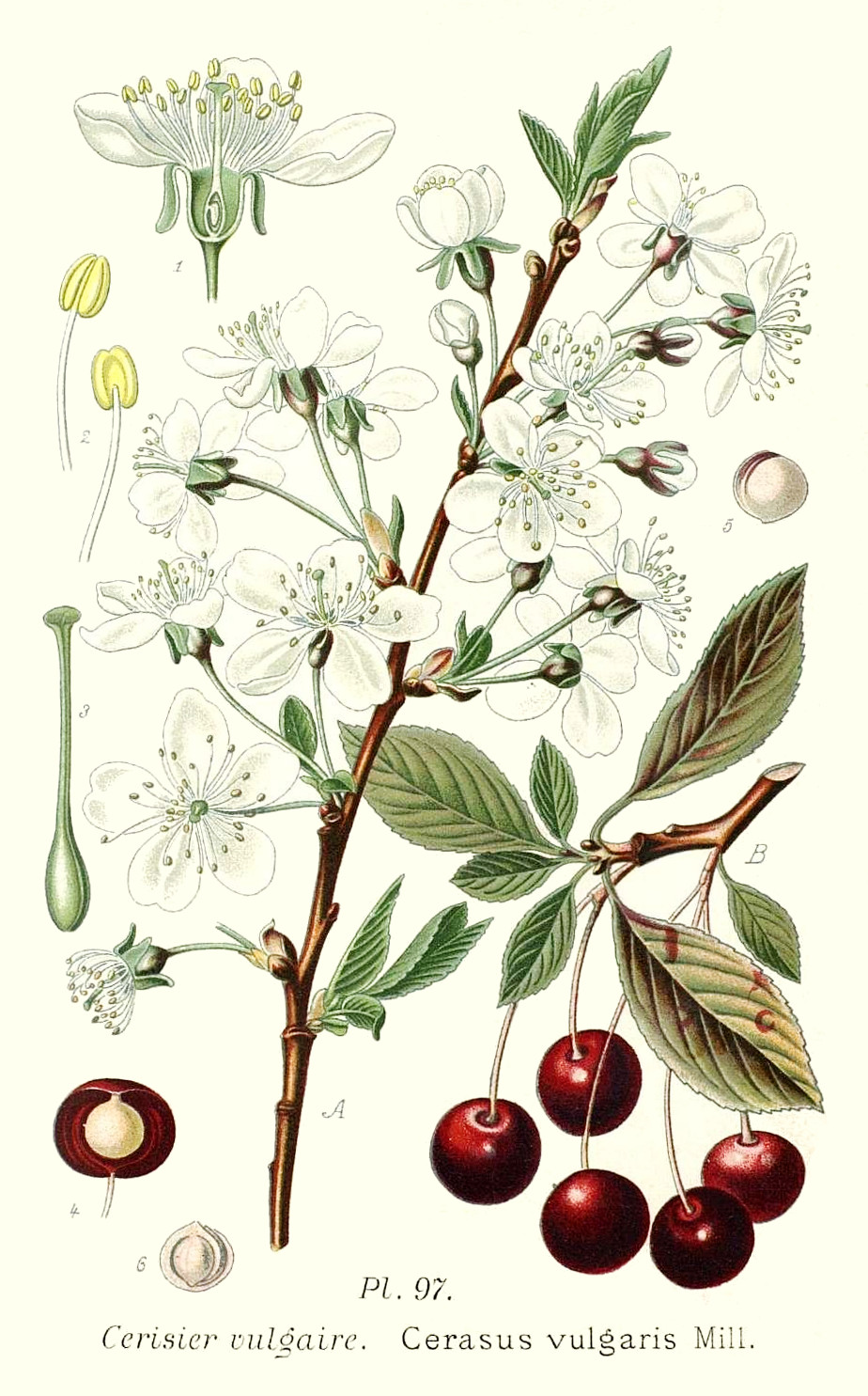 cerasus_vulgaris.jpg cerasus_vulgaris.jpg